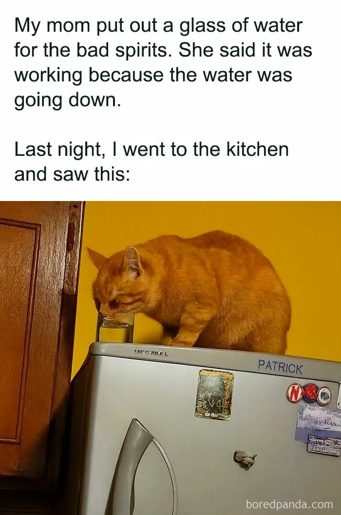 50 Memes That Blend Internet’s Most Favorite Things — Humor And Cats (New Pics)
