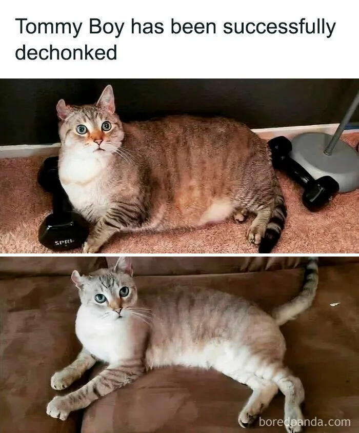 50 Memes That Blend Internet’s Most Favorite Things — Humor And Cats (New Pics)