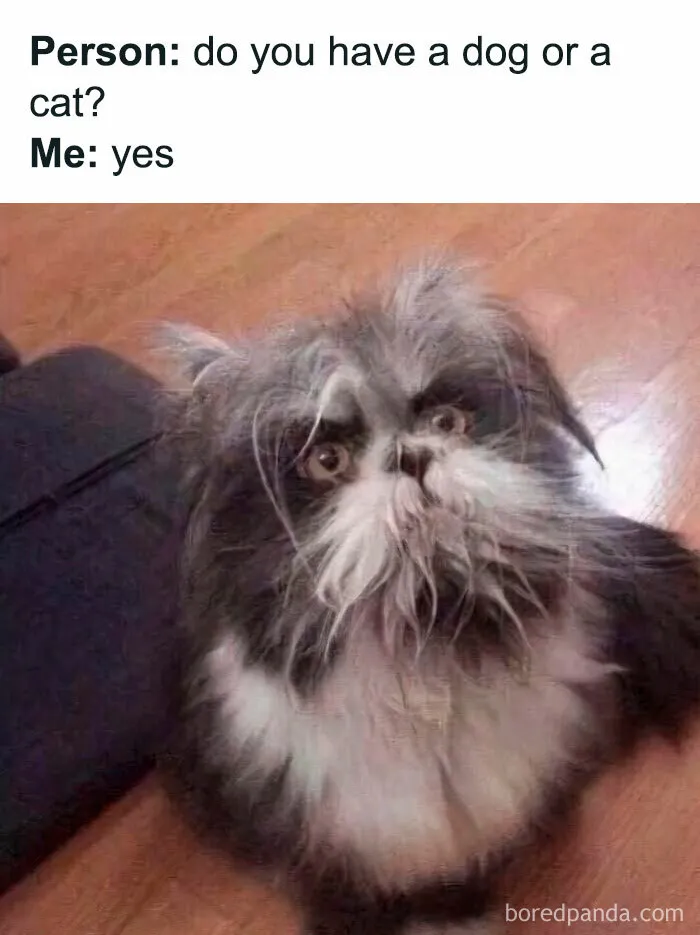 50 Memes That Blend Internet’s Most Favorite Things — Humor And Cats (New Pics)