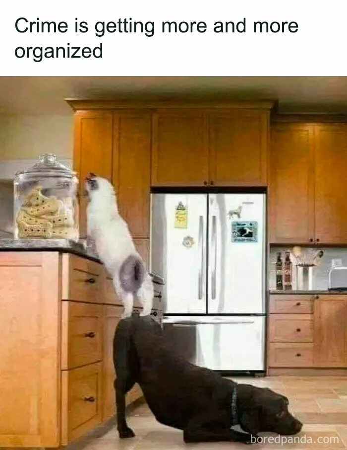 50 Memes That Blend Internet’s Most Favorite Things — Humor And Cats (New Pics)