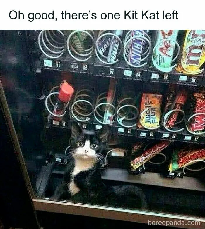 50 Memes That Blend Internet’s Most Favorite Things — Humor And Cats (New Pics)
