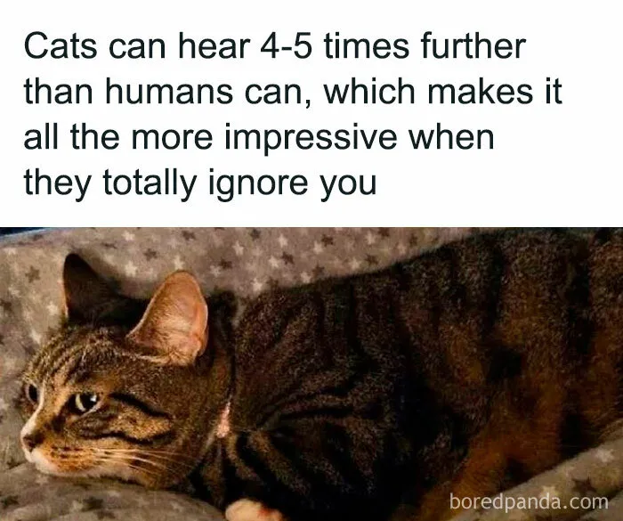 50 Memes That Blend Internet’s Most Favorite Things — Humor And Cats (New Pics)
