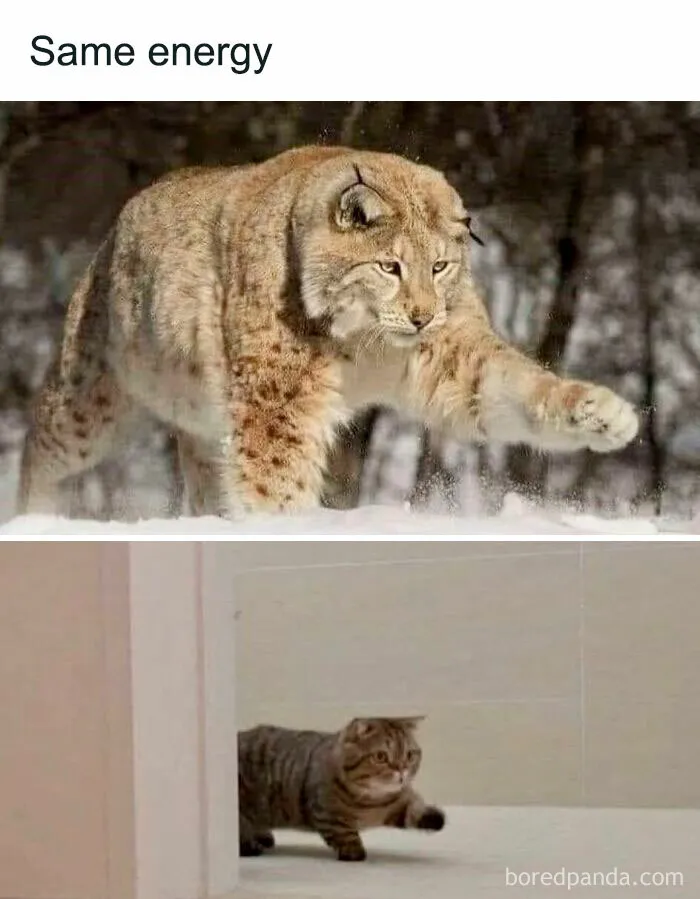 50 Memes That Blend Internet’s Most Favorite Things — Humor And Cats (New Pics)