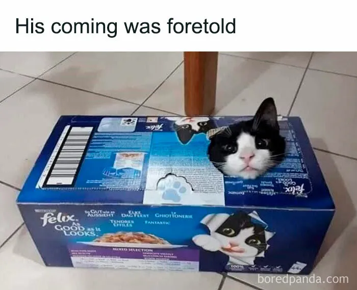 50 Memes That Blend Internet’s Most Favorite Things — Humor And Cats (New Pics)