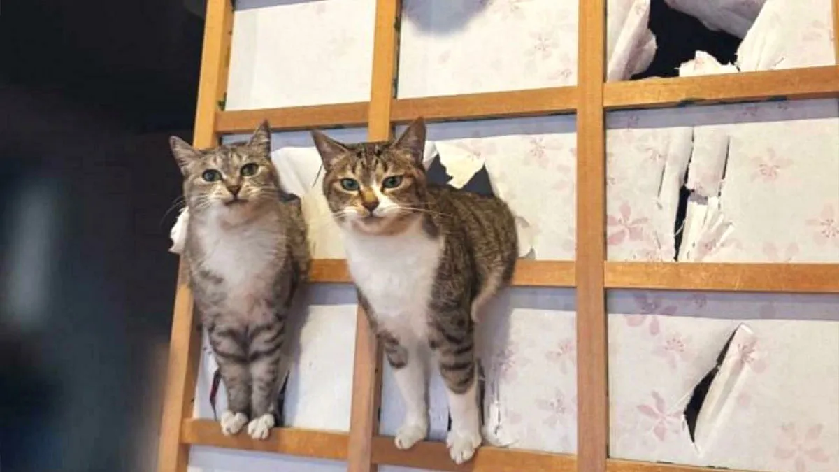 46 Cats Plotting, During Or In The Aftermath Of Their Crimes