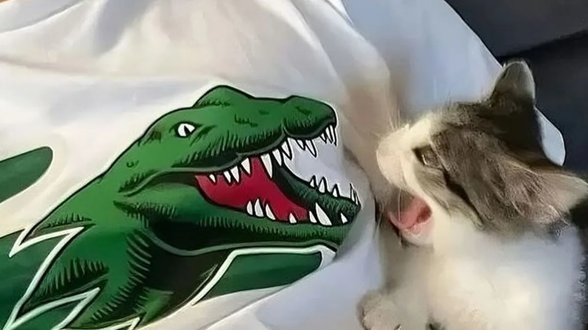 50 Cute Cats Who Totally Deserve Their Own Dedicated Comedy Show