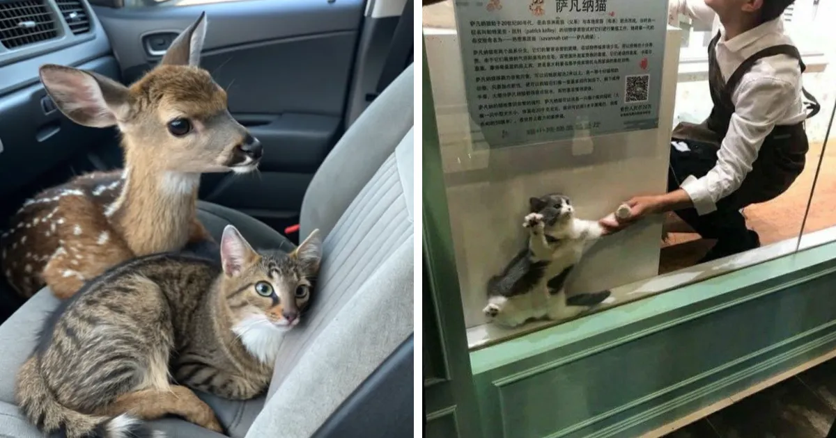 25 Gatos adorables que podrían ser los protagonistas de su propia comedia