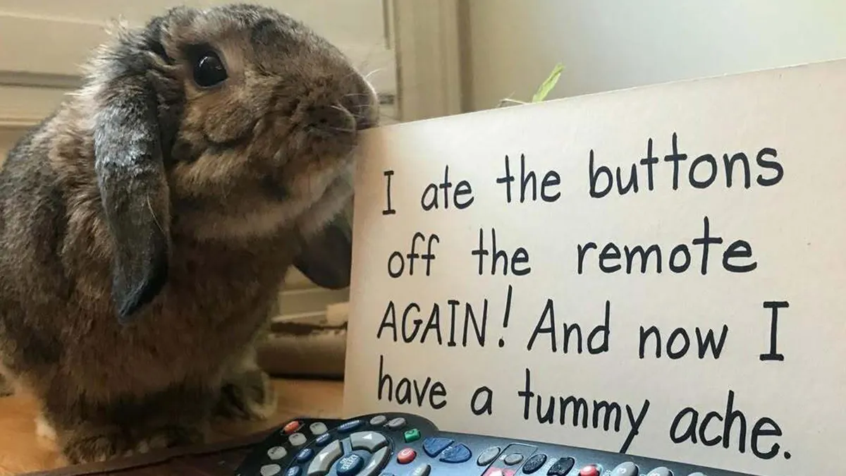 50 Times People Shared The Funny Things Their Pets Got ‘Shamed’ For