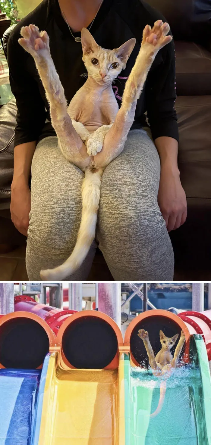 This Is My Sphinx Cat, Olivia Nude-Ton John. I Love This Picture Of Her But It Has My Ex In It. Can You Give Livi A Different Background?