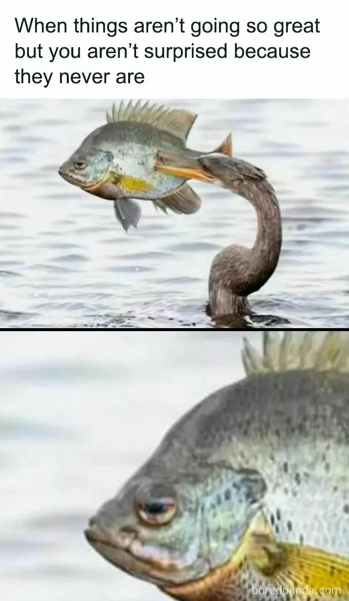 50 Hilariously Relatable Memes To Take Your Mind Off The Horrors Of The World (New Pics)