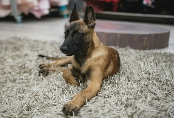"What Would You Warn Someone Before They Got Your Type Of Pet?": 46 Honest Tips From Our Community