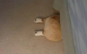 50 Pets Who Thought They Were Ninjas But Ended Up Just Being Derps (New Pics)