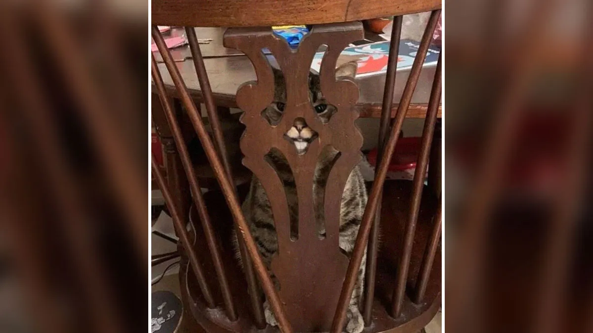 50 Pets Who Thought They Were Ninjas But Ended Up Just Being Derps (New Pics)