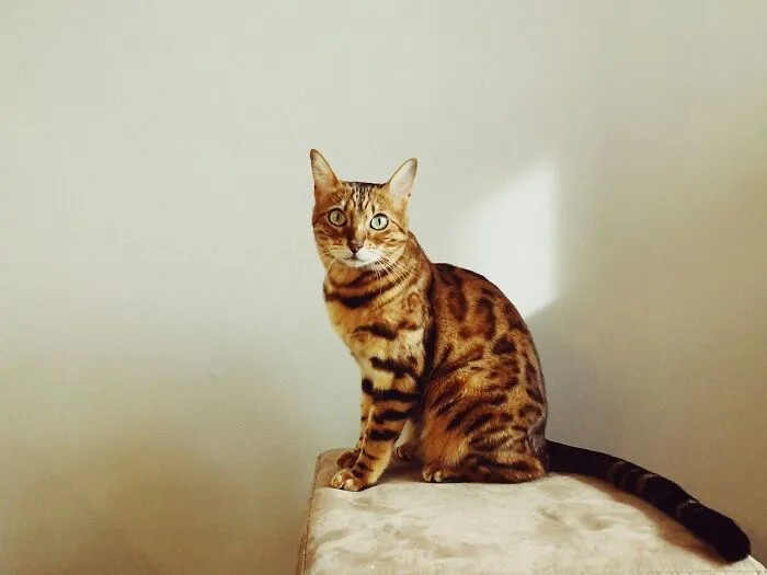 "What Would You Warn Someone Before They Got Your Type Of Pet?": 46 Honest Tips From Our Community