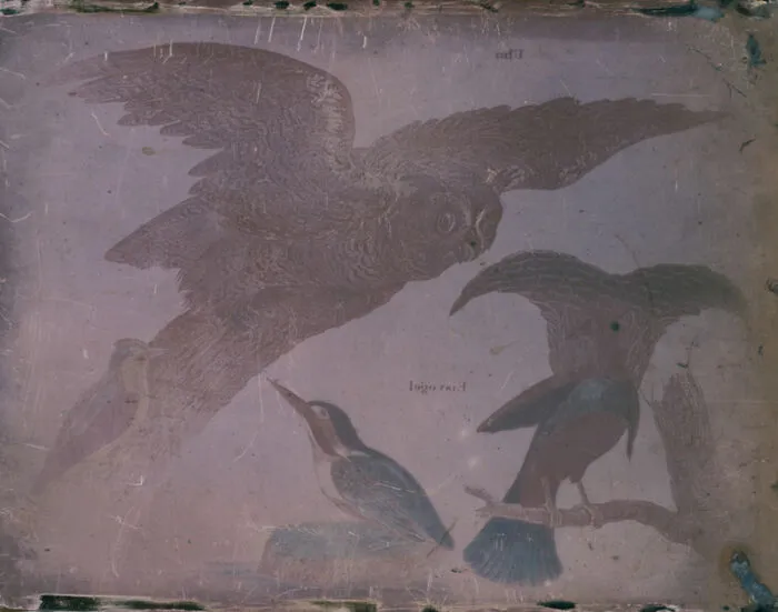 Four Species Of Birds