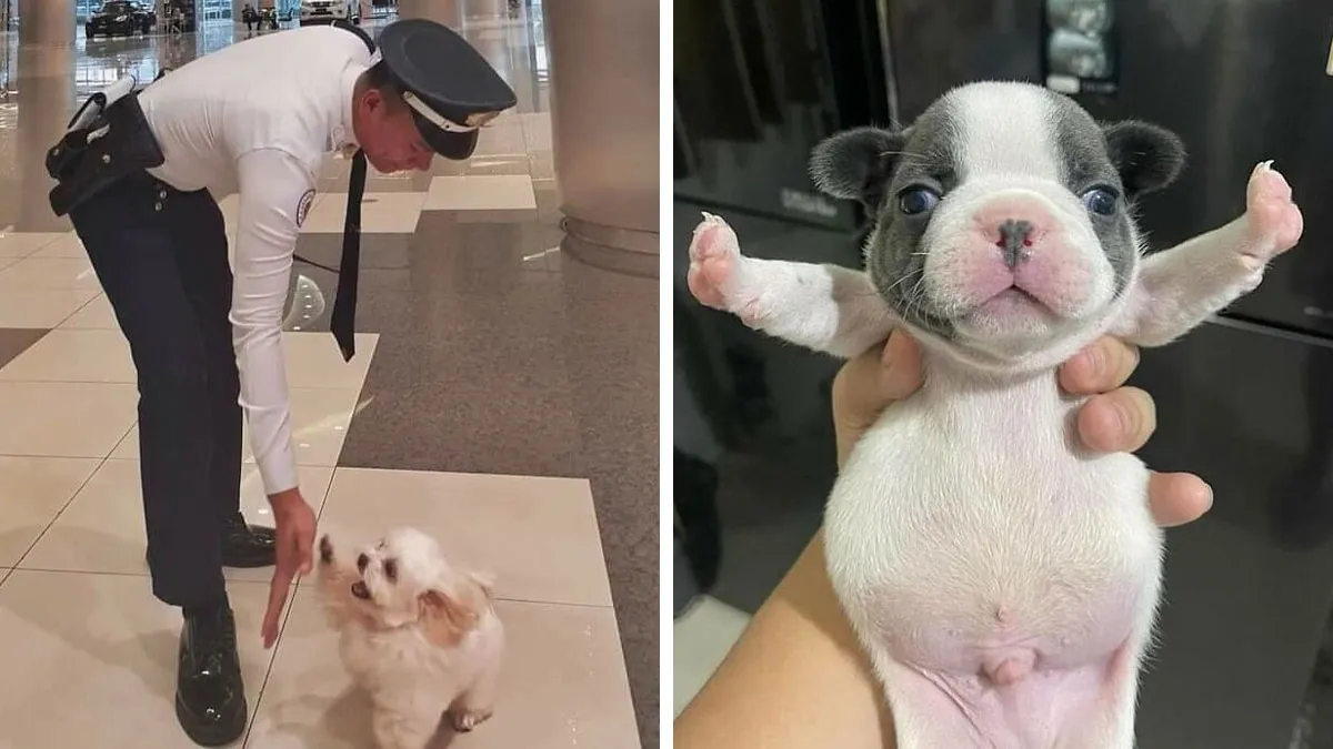 50 Hilarious Dog Moments Caught On Camera, As Shared By “Important Animal Images” (New Pics)