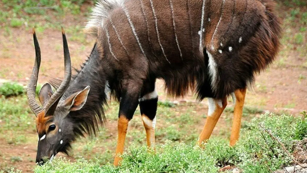 People Are Sharing The Most Unique, Strange And Unbelievable Animals That Actually Exist