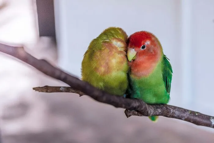"What Would You Warn Someone Before They Got Your Type Of Pet?": 46 Honest Tips From Our Community