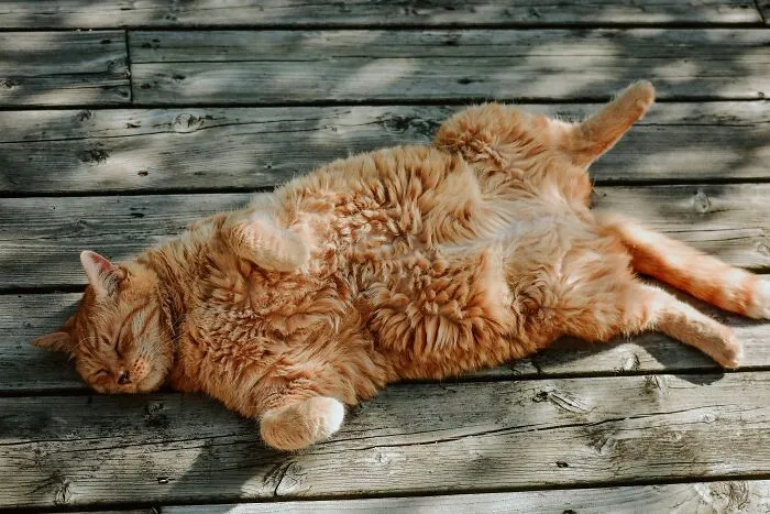 "What Would You Warn Someone Before They Got Your Type Of Pet?": 46 Honest Tips From Our Community
