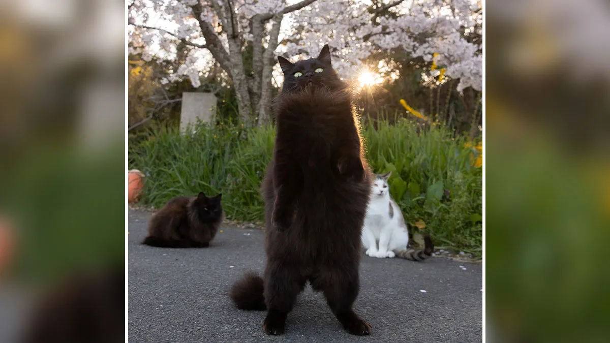Celebrating The Quirky And Playful Side Of Cats: 50 Photos By Masayuki Oki (New Pics)