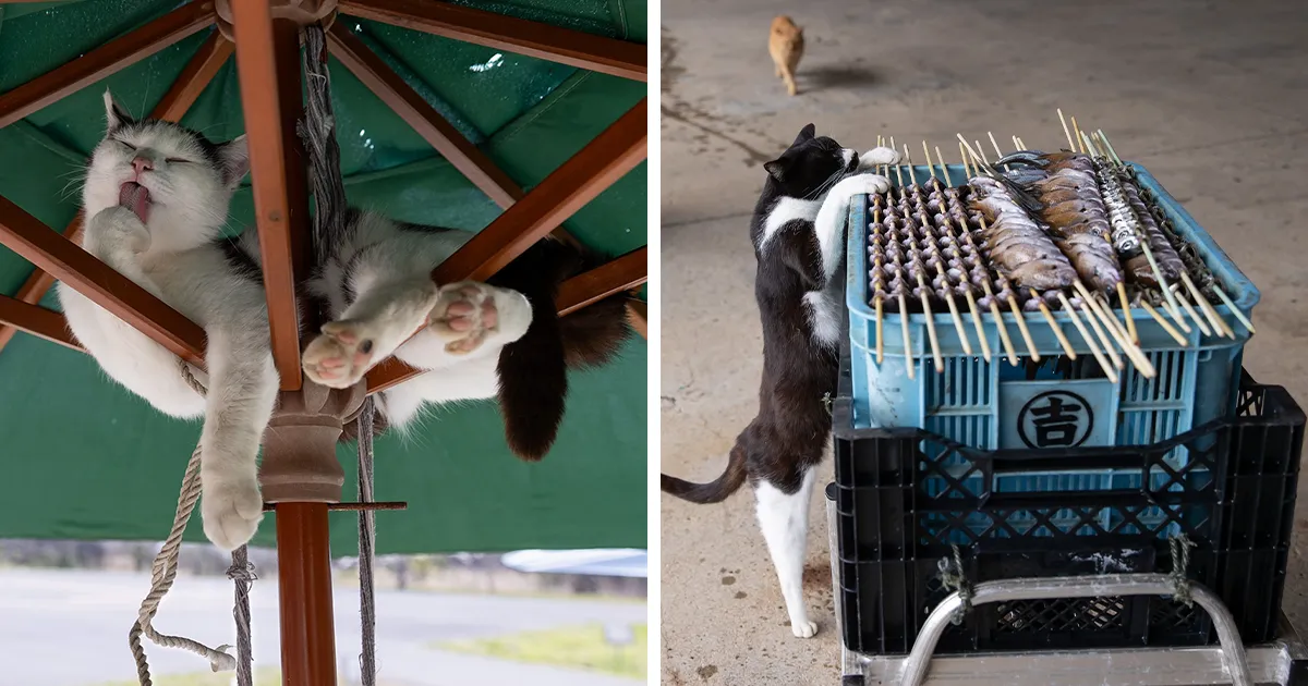 Estas 50 fotos de Masayuki Oki nos cuentan cómo es la vida de los gatos callejeros de Tokio