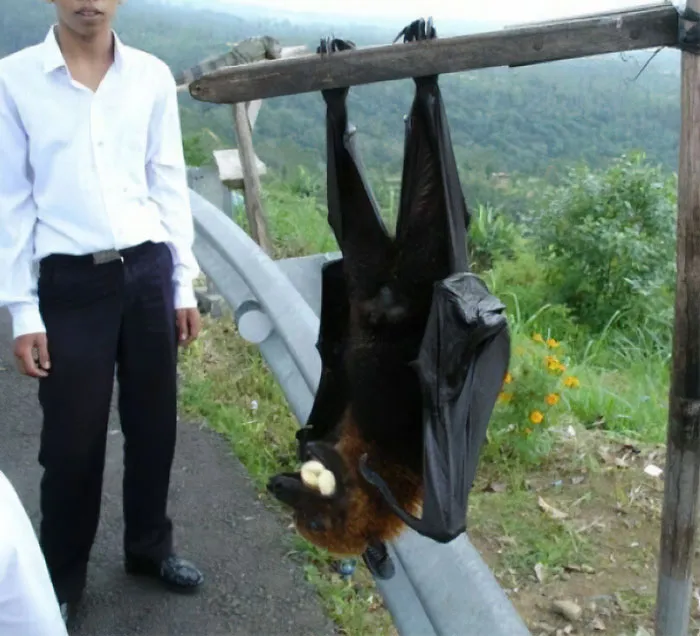 Meet The Largest Bat On Earth - The Pemba Flying Fox With An Average Wingspan Of 6 Feet