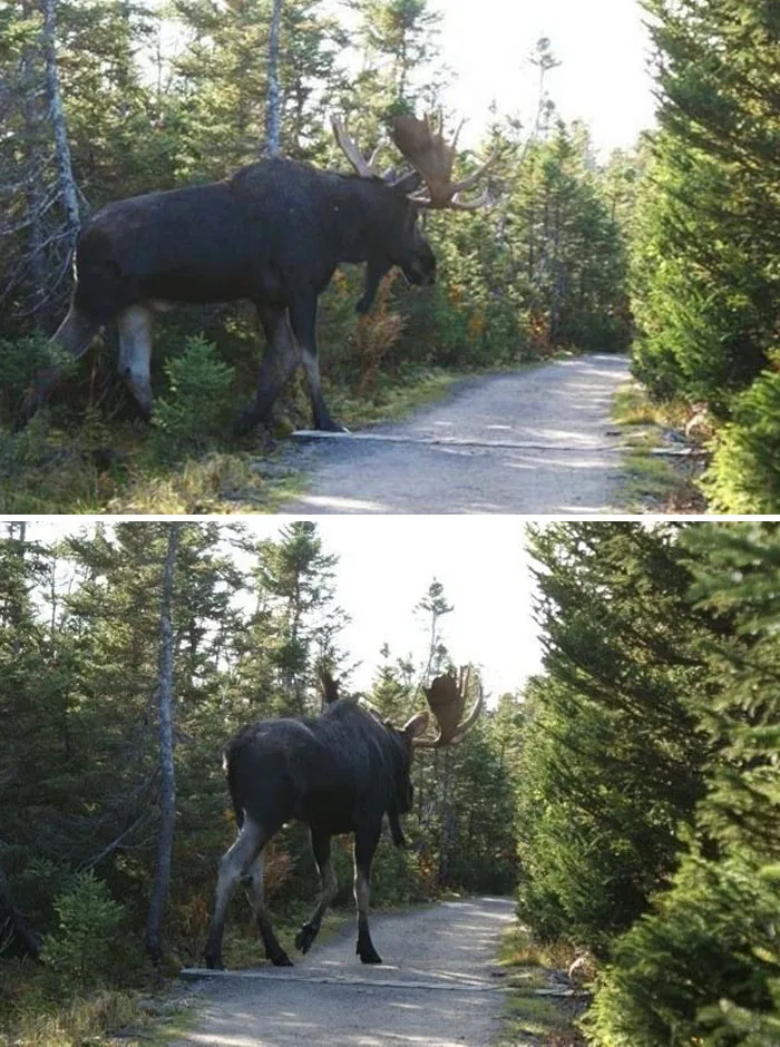 Big Boy