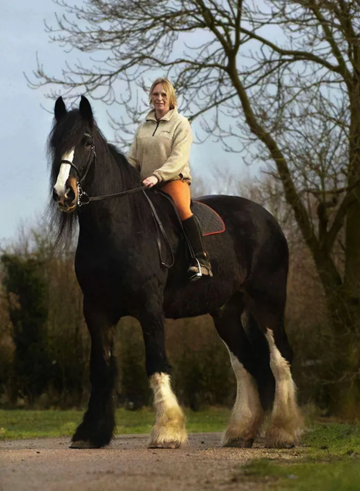 Shire Horse