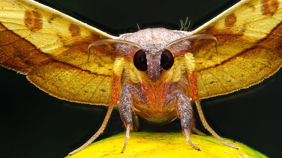 41 Close-Up Bug Photos That Reveal The Beauty Of Tiny Creatures
