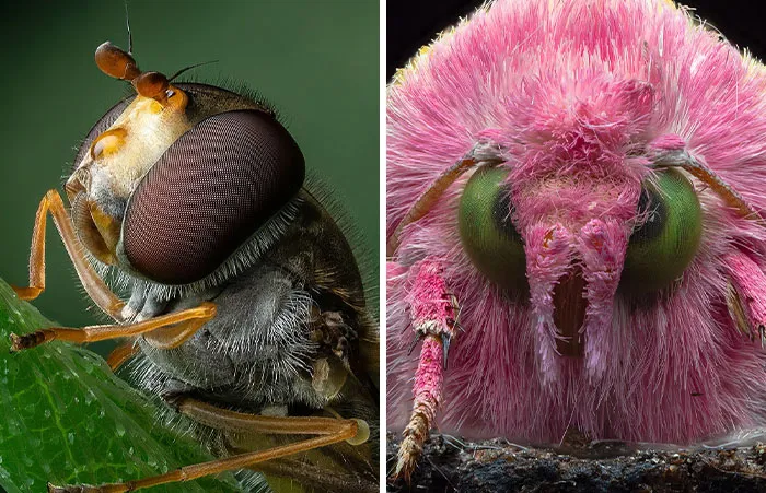 41 Close-Up Bug Photos That Reveal The Beauty Of Tiny Creatures