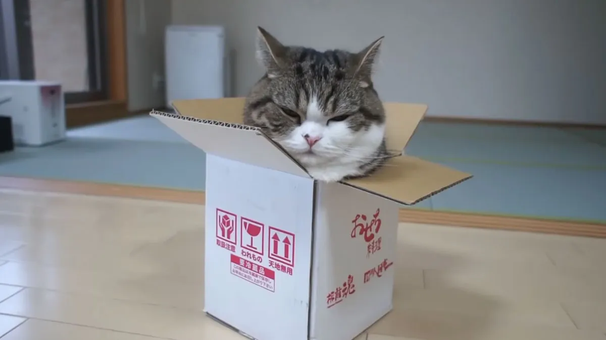 On September 6th, Maru, One Of The Most Popular Cats On YouTube, Passed Away