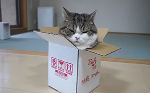 On September 6th, Maru, One Of The Most Popular Cats On YouTube, Passed Away