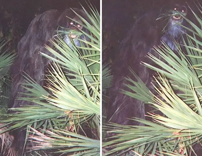 Mysterious dark figure with glowing eyes partially hidden behind palm leaves in an eerie nighttime photo mystery.