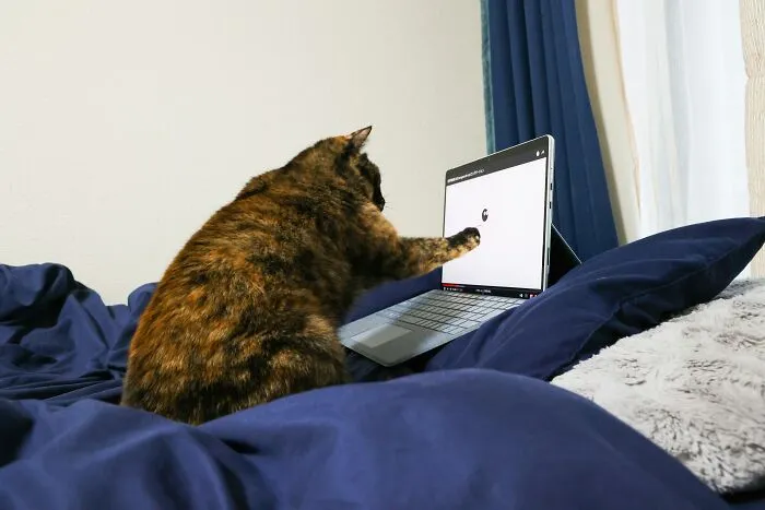 "What Would You Warn Someone Before They Got Your Type Of Pet?": 46 Honest Tips From Our Community