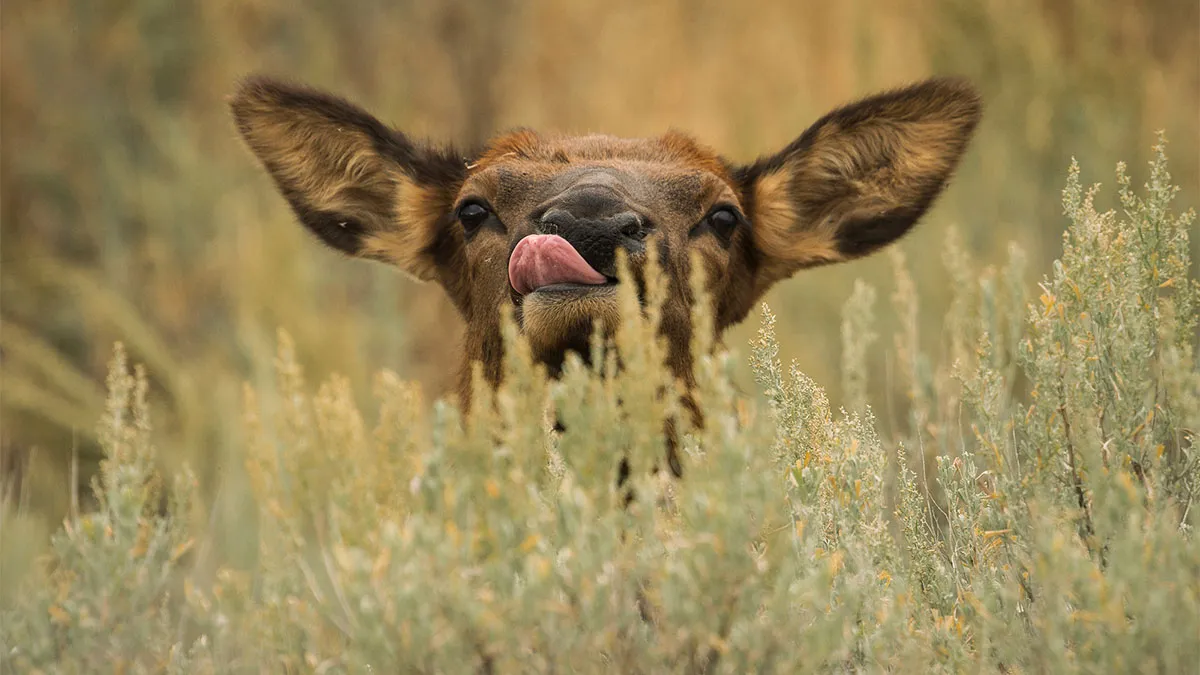 This Photographer Captures The Beauty Of Wildlife And Nature, And Here Are His 50 Best Shots
