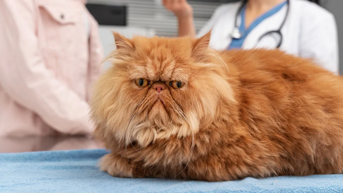 Lady “Kidnaps” Cat And Neuters It, Shocked Pet Owners Wreck Her Reputation Online