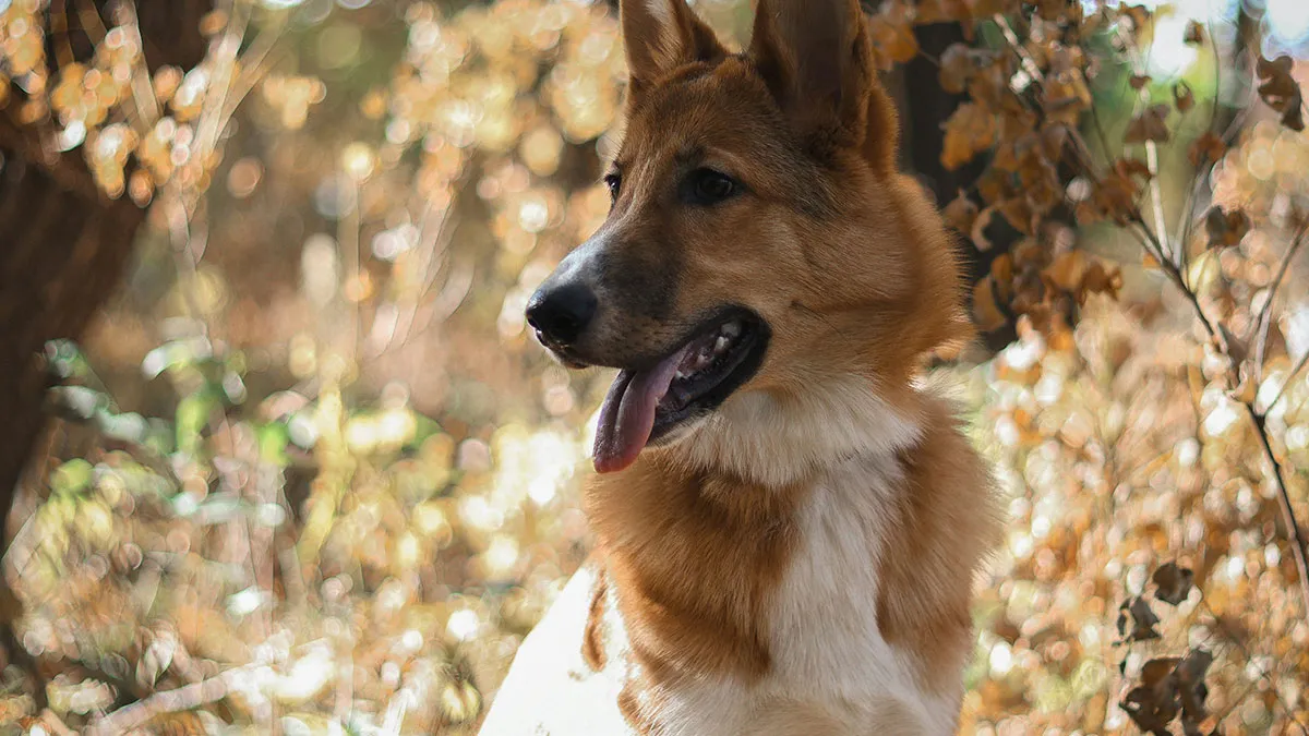 Total Strangers Try To Impose Dog Walking Rules On Guy’s Private Land, He Plans To Block Access
