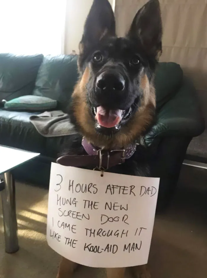 That Dog Probably Thinks He Did A Good Thing Due To All The Attention He Got Afterwards