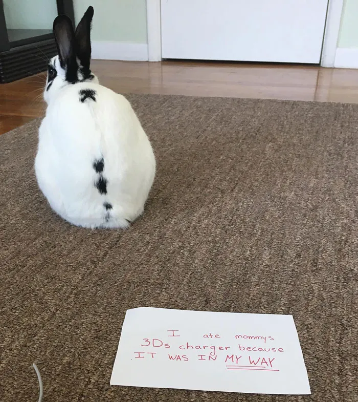 Conejo blanco sentado de espaldas en alfombra junto a nota humorística de mascotas avergonzadas por travesuras.