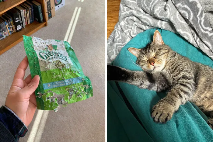 Paquete de comida destruido en mano y gato durmiendo en sofá, ejemplo gracioso de mascotas avergonzadas por travesuras.