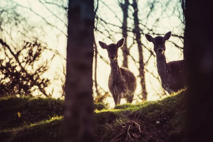 50 People Share Their Terrifying Unexplainable Experiences Out In The Woods