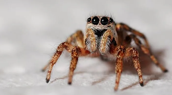Close-up of a spider representing odd curses and real-life hexes linked to witchcraft beliefs and spells.