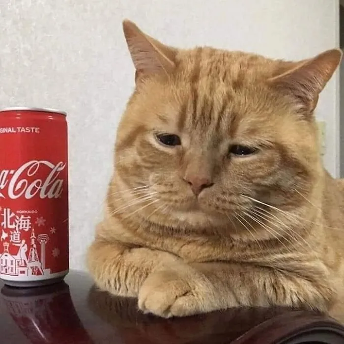 46 Chubby Cats That Will Melt Your Heart With Their Adorableness