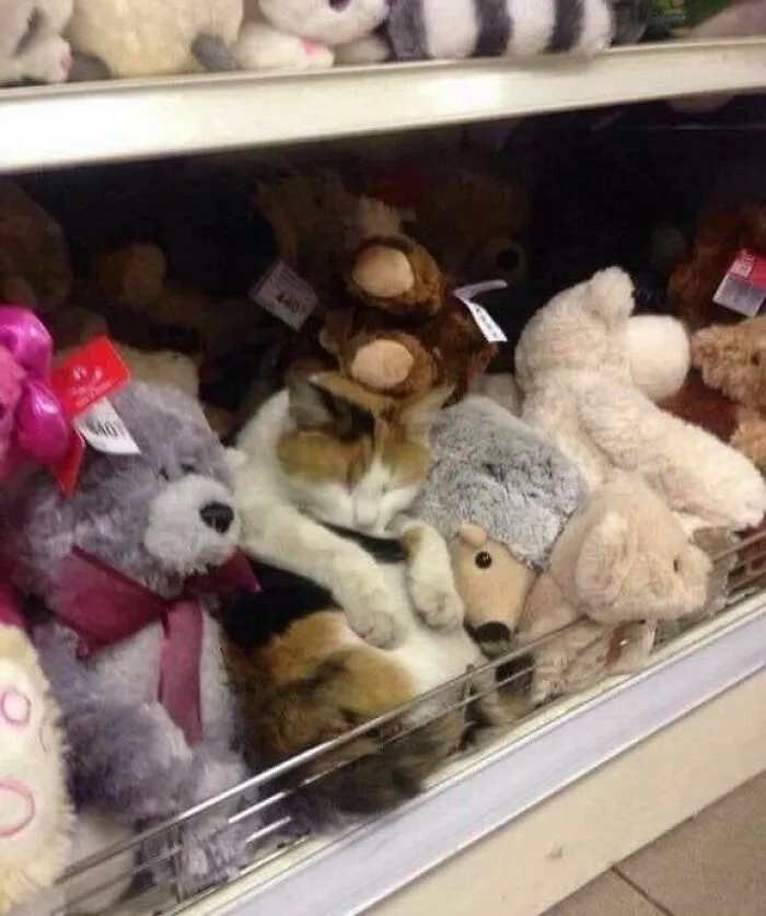 46 Chubby Cats That Will Melt Your Heart With Their Adorableness
