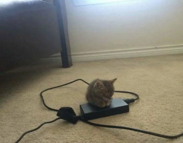 46 Chubby Cats That Will Melt Your Heart With Their Adorableness