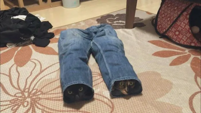 46 Chubby Cats That Will Melt Your Heart With Their Adorableness