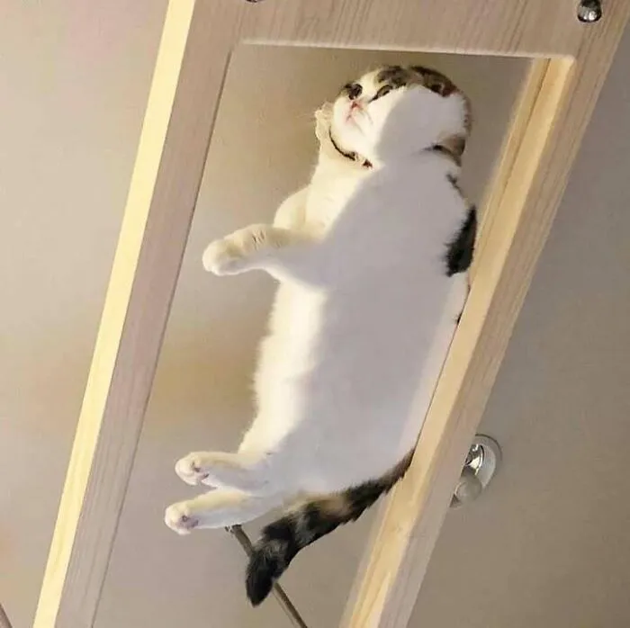 46 Chubby Cats That Will Melt Your Heart With Their Adorableness