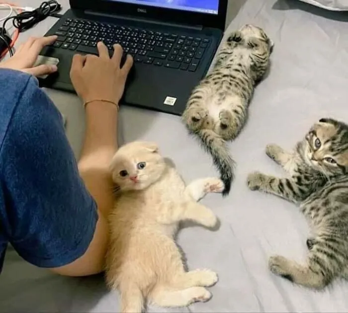 46 Chubby Cats That Will Melt Your Heart With Their Adorableness