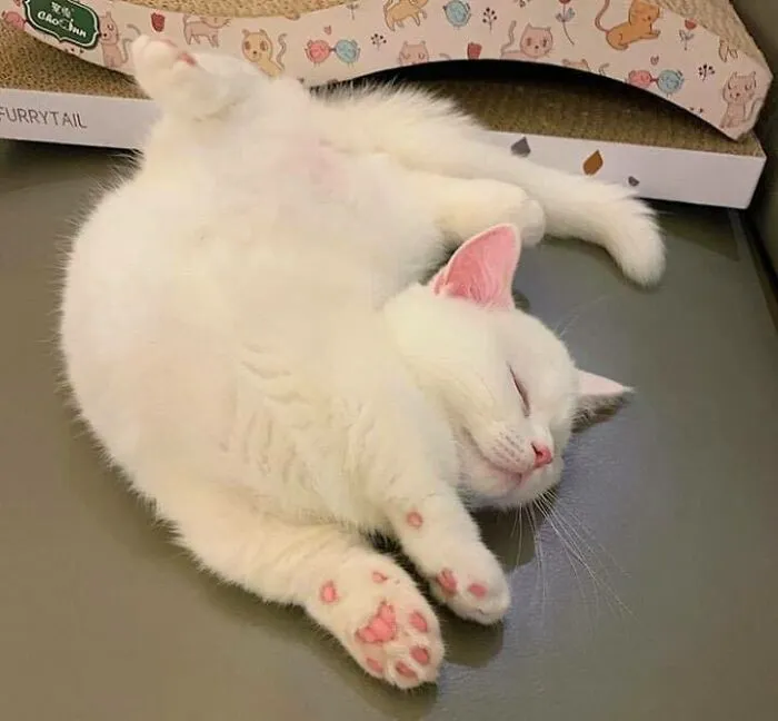 46 Chubby Cats That Will Melt Your Heart With Their Adorableness