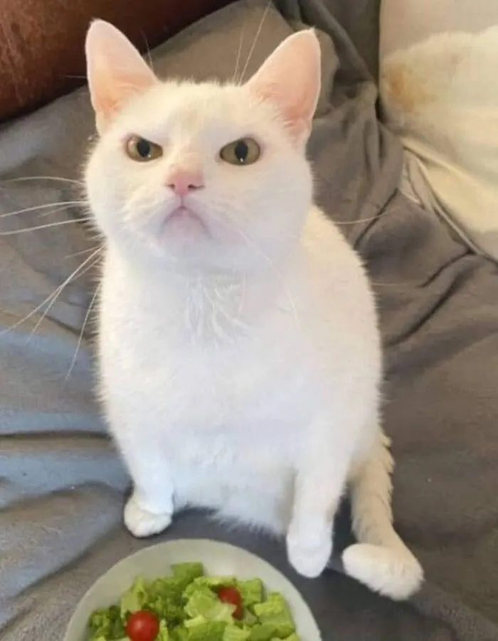 46 Chubby Cats That Will Melt Your Heart With Their Adorableness